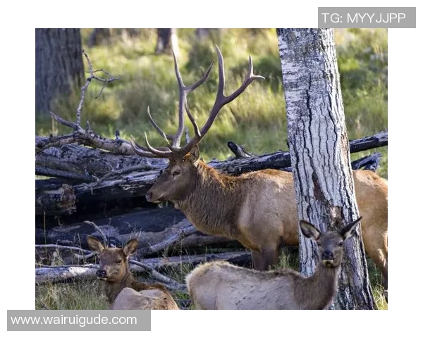 雄鹿栖息地及其生态行为研究：从生境保护到人类活动影响分析